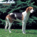 Great Anglo-French Tricolour Hound